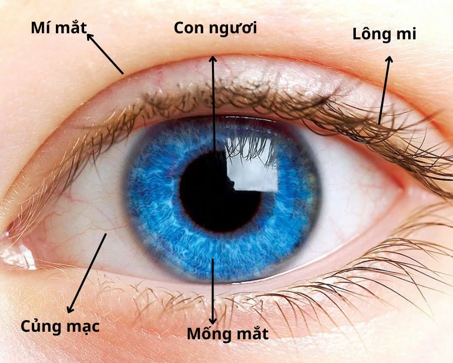 cấu tạo bên ngoài của mắt