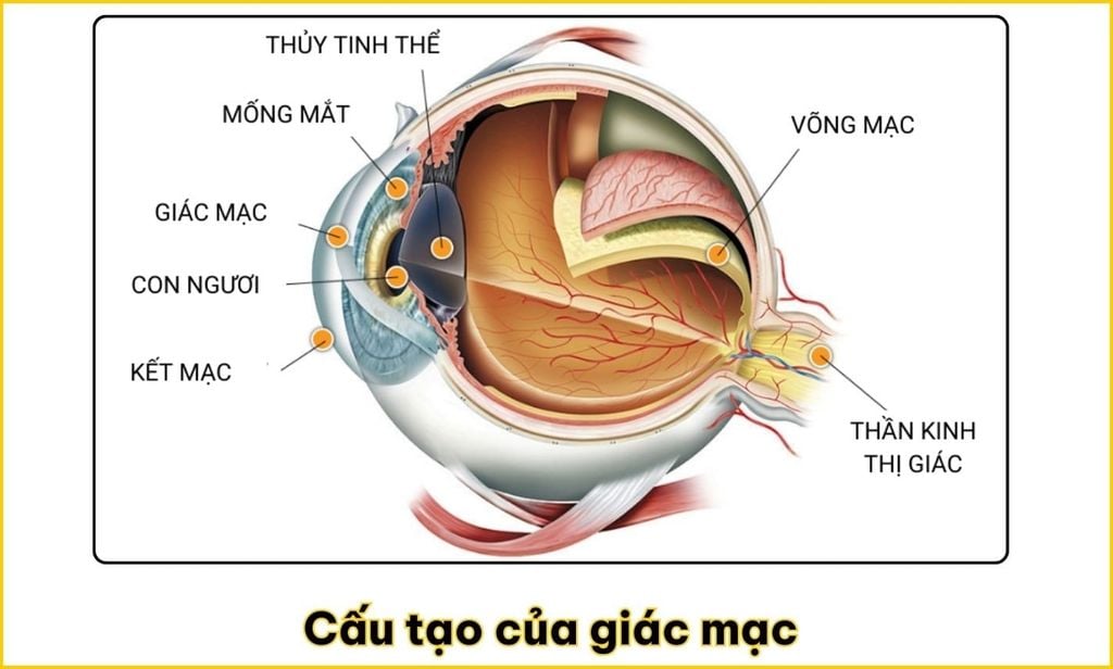 Cấu Tạo Mắt Và Cơ Chế Hoạt Động Của Mắt